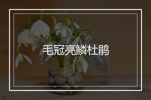 毛冠亮鳞杜鹃