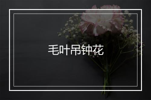 毛叶吊钟花