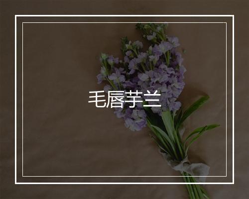 毛唇芋兰