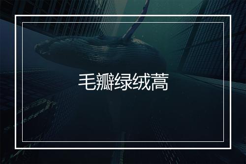 毛瓣绿绒蒿