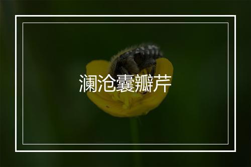 澜沧囊瓣芹