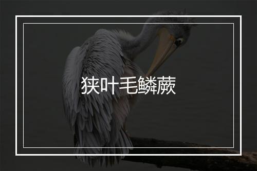 狭叶毛鳞蕨