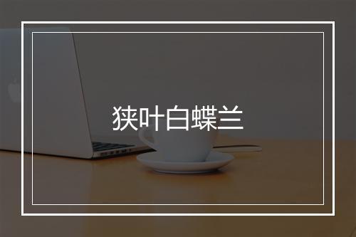 狭叶白蝶兰