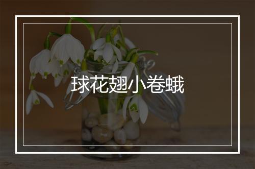 球花翅小卷蛾