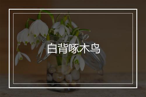 白背啄木鸟