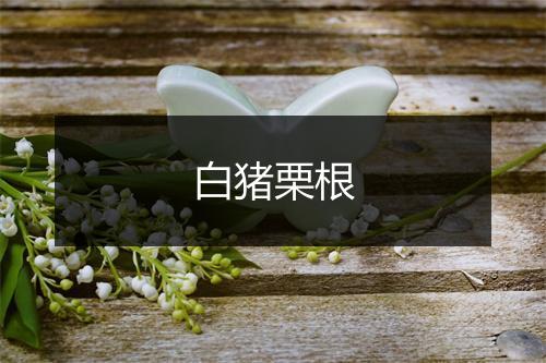 白猪栗根