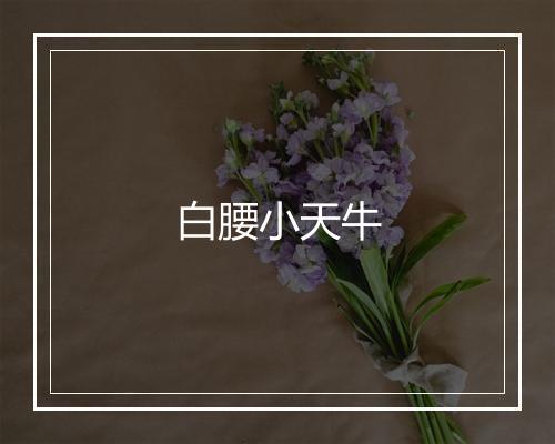 白腰小天牛