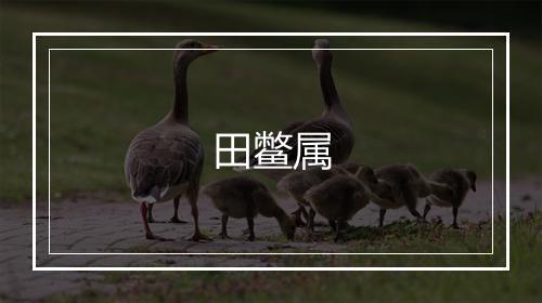 田鳖属