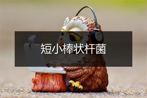 短小棒状杆菌