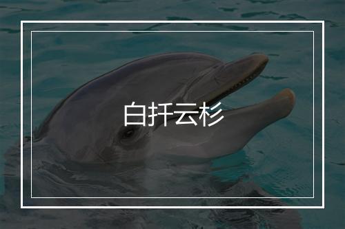 白扦云杉