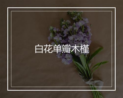 白花单瓣木槿