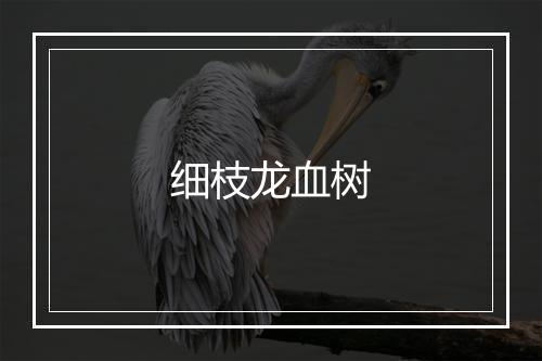 细枝龙血树