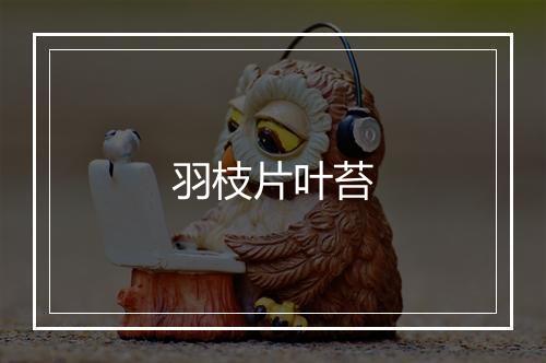 羽枝片叶苔