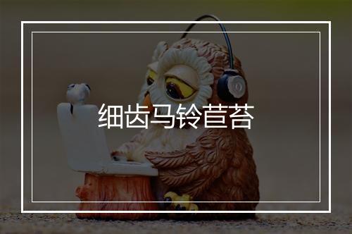 细齿马铃苣苔