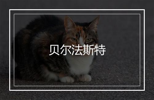 贝尔法斯特