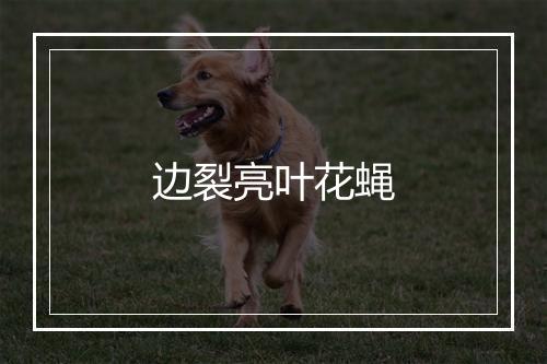 边裂亮叶花蝇