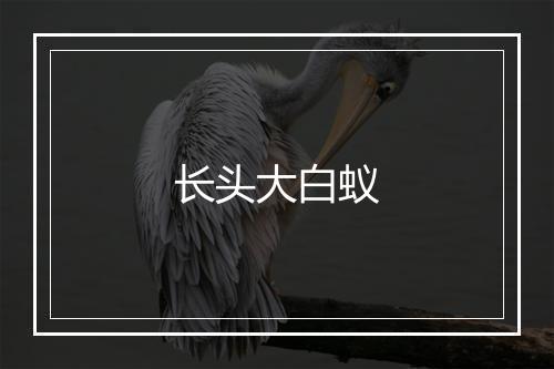 长头大白蚁