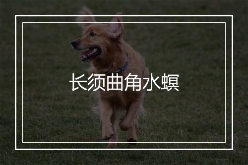 长须曲角水螟