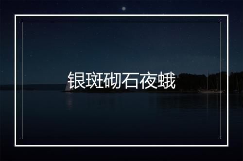 银斑砌石夜蛾