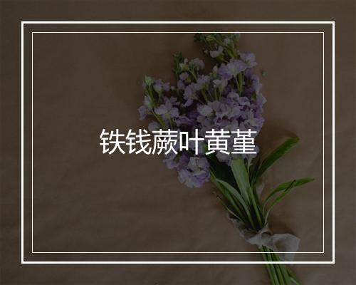 铁钱蕨叶黄堇