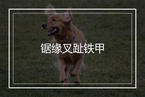 锯缘叉趾铁甲