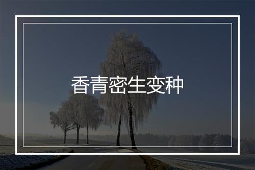 香青密生变种