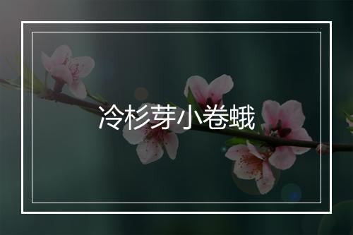 冷杉芽小卷蛾