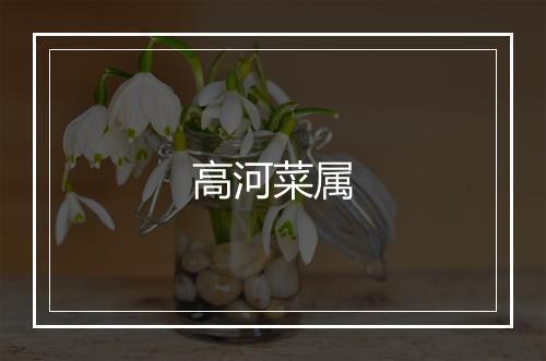 高河菜属