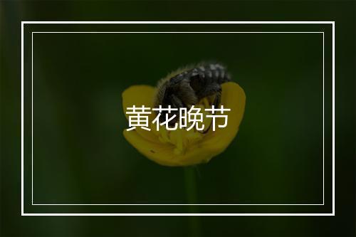 黄花晚节