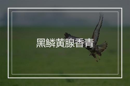 黑鳞黄腺香青