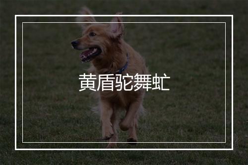 黄盾驼舞虻