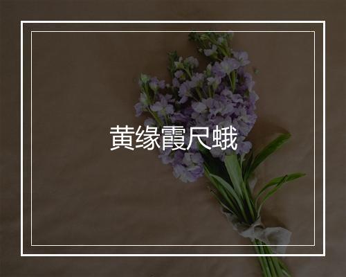 黄缘霞尺蛾