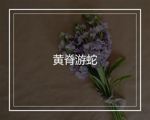 黄脊游蛇