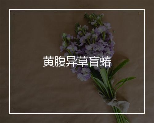 黄腹异草盲蝽