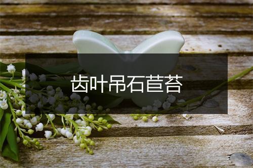 齿叶吊石苣苔