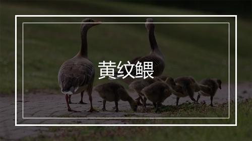 黄纹鳂