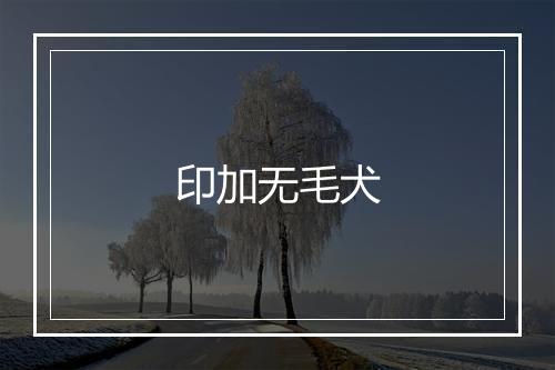 印加无毛犬