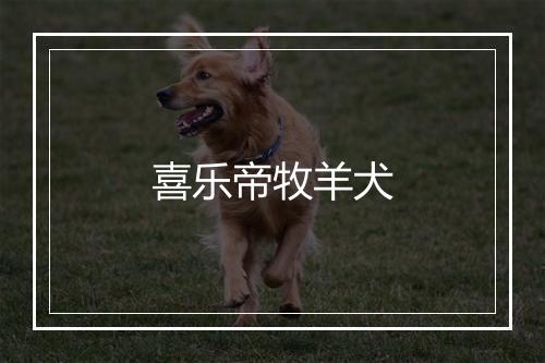 喜乐帝牧羊犬