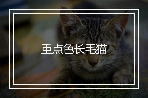 重点色长毛猫