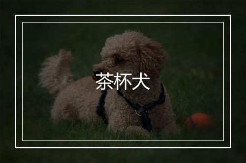 茶杯犬