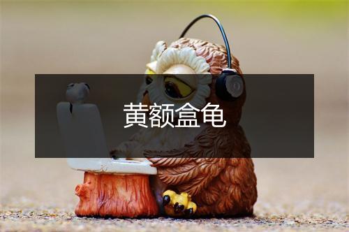 黄额盒龟