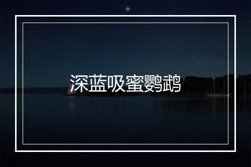 深蓝吸蜜鹦鹉