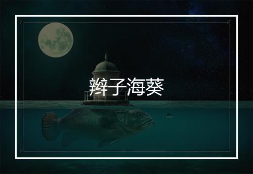 辫子海葵