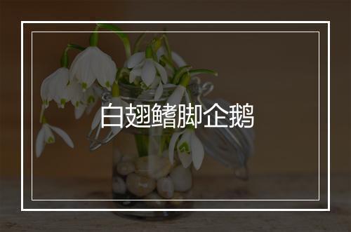 白翅鳍脚企鹅