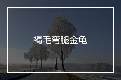 褐毛弯腿金龟