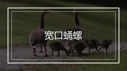 宽口蛹螺