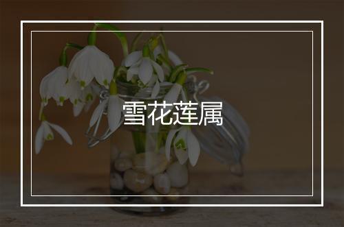 雪花莲属