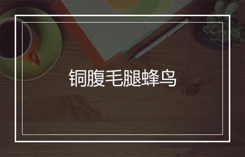 铜腹毛腿蜂鸟