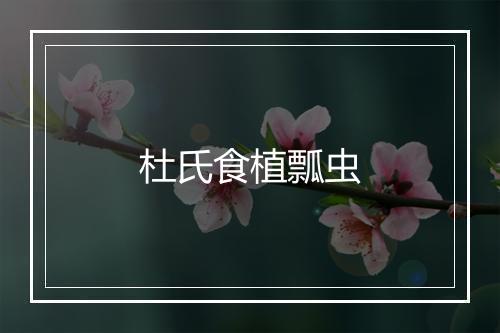 杜氏食植瓢虫