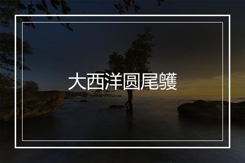 大西洋圆尾鹱